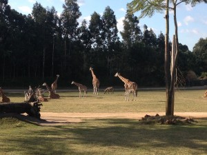 Australien Zoo-085